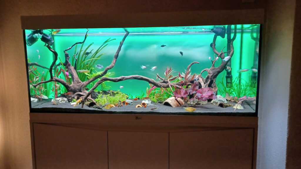 Plexiglas aquarium dier 