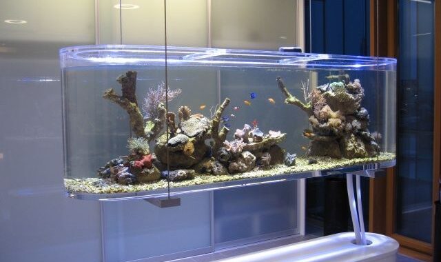 salaris stap Plicht Plexiglas aquarium | Plexiglas.nl