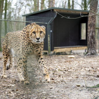 Plexiglas voor cheeta’s van Koninklijke Burgers’ Zoo