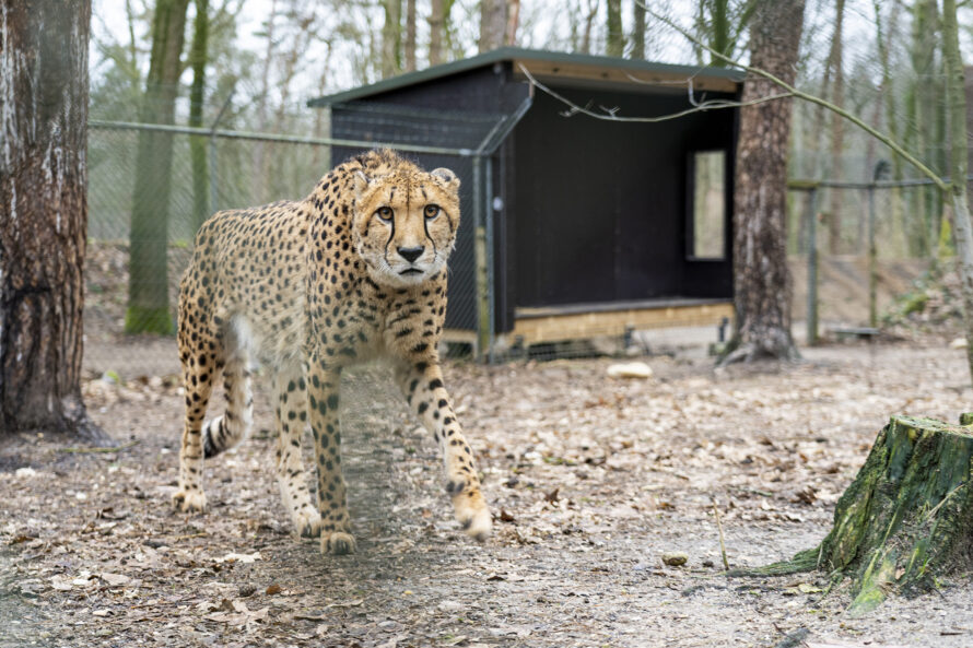 Cheetah verblijf Koninklijke Burgers' Zoo